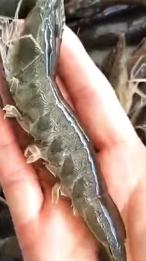 鲜笋炒虾仁（减肥瘦身菜）的做法 步骤2