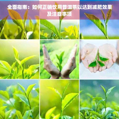全面指南：如何正確飲用普洱茶以達(dá)到減肥效果及注意事項
