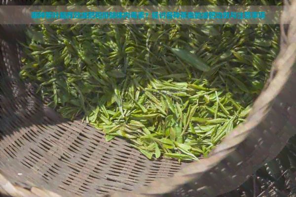 哪种茶叶能有效减肥和排除体内素？探讨各种茶类的减肥功效与注意事项