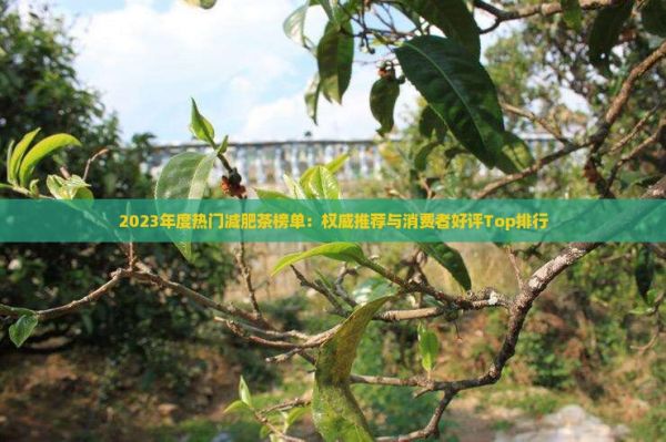 2023年度熱門(mén)減肥茶榜單：權(quán)威推薦與消費(fèi)者好評(píng)Top排行