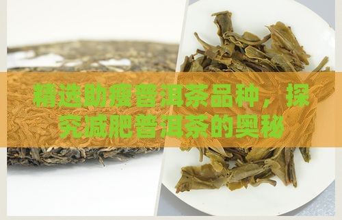 精選助瘦普洱茶品種，探究減肥普洱茶的奧秘