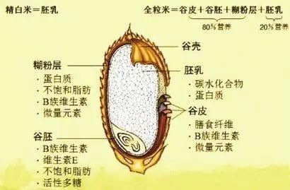 【科普】解讀全谷物之“燕麥”