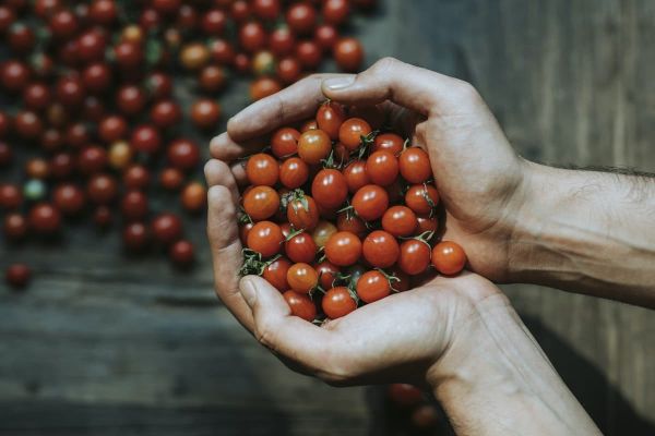 tomates peque?os en unas manos