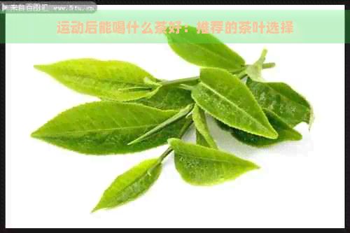 運動后能喝什么茶好：推薦的茶葉選擇