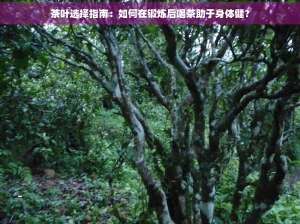 經(jīng)常鍛煉喝什么茶好：女生選擇，科學(xué)提升運(yùn)動(dòng)效果