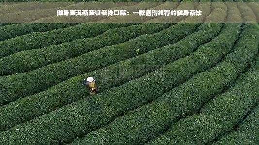 健身普洱茶昔歸老株口感：一款值得推薦的健身茶飲
