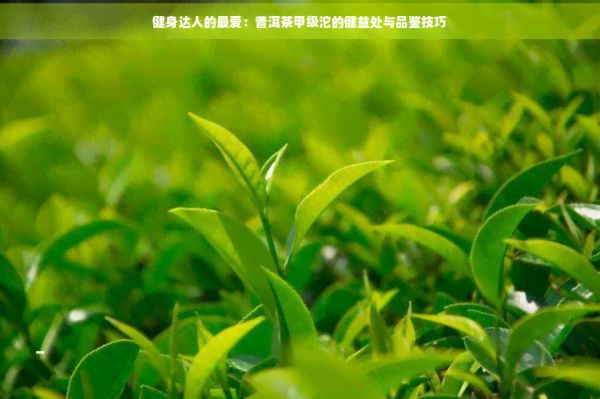健身達(dá)人的更愛：普洱茶甲級沱的健益處與品鑒技巧