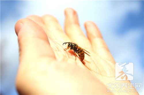 竹筒蜂的功效和用途