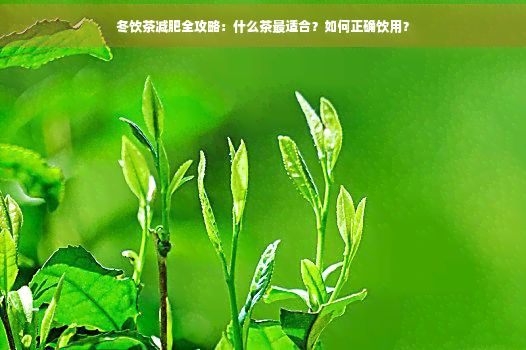 冬飲茶減肥全攻略：什么茶最適合？如何正確飲用？