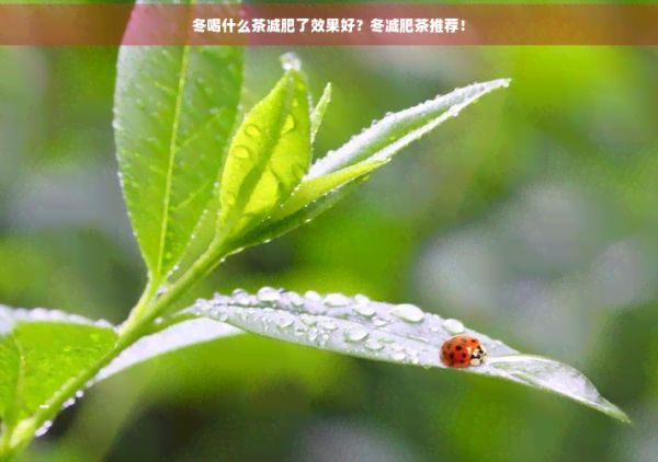 冬喝什么茶減肥了效果好？冬減肥茶推薦！