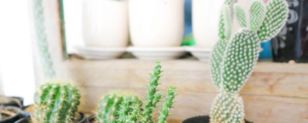 月經(jīng)期間能吃仙人掌嗎 經(jīng)期可以吃仙人掌嗎 月經(jīng)期間飲食禁忌