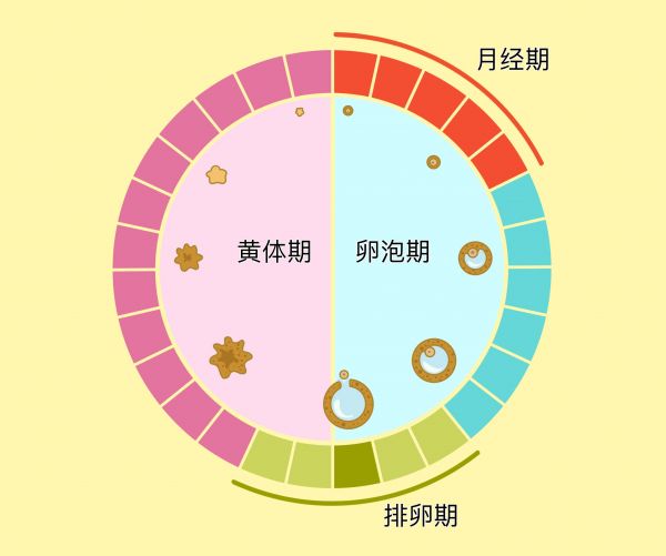 月經(jīng)周期的四個(gè)階段.jpg