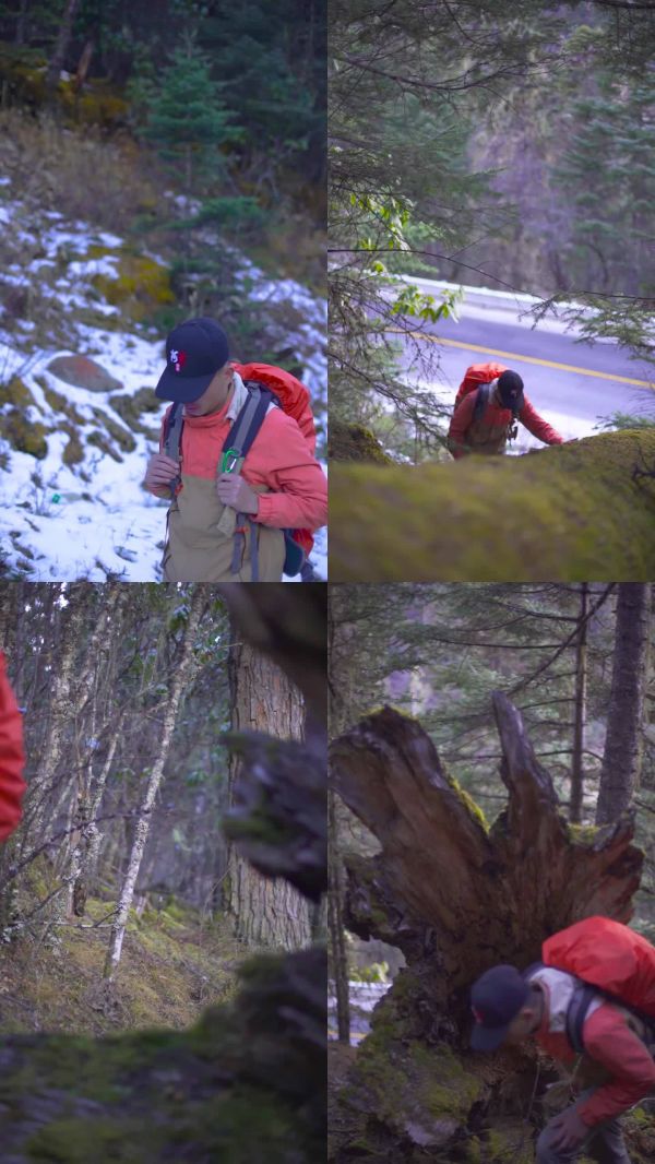雪地徒步森林苔藓枯木树枝冬天旅行公路残雪