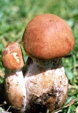 六種養(yǎng)生食物讓你瘦身不瘦胸