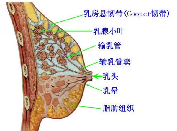 20220416 乳腺健康，人人關(guān)注.png