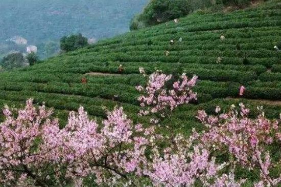 江蘇吳縣洞庭山是什么茶的產(chǎn)地，江蘇吳縣產(chǎn)什么茶？