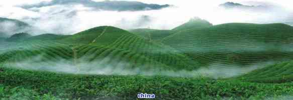 洞庭湖出產(chǎn)什么茶葉，探尋湖南之美：洞庭湖更優(yōu)質(zhì)的茶葉是什么？