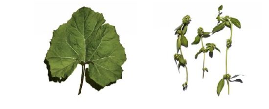 蜂斗葉精粹 粗糙帽果提取物