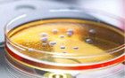 Science：呼吁全球禁止鏡像生命的研究