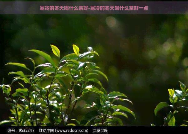 寒冷的冬天喝什么茶好-寒冷的冬天喝什么茶好一点