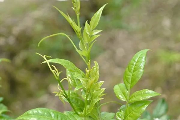 莓茶的功效與作用及禁忌有哪些，莓茶的好處和副作用