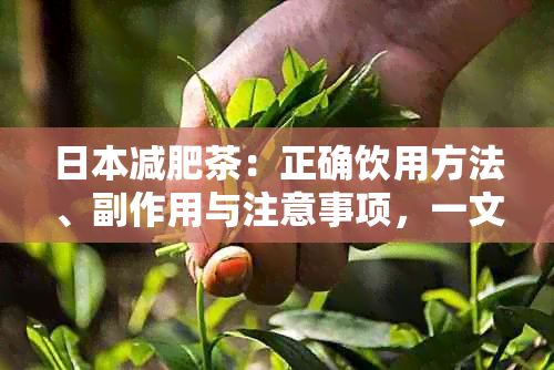 减肥茶：正确饮用方法、副作用与注意事项，一文详解助您健瘦身