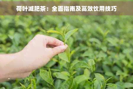 荷葉減肥茶：全面指南及高效飲用技巧