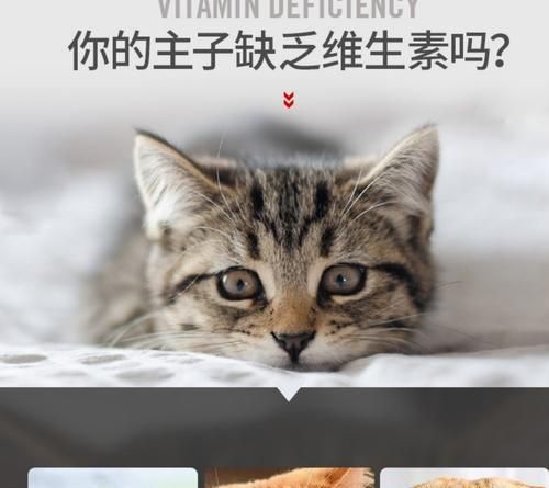 猫咪维生素B摄入量详解（宠物健康必需品——猫咪维生素B）
