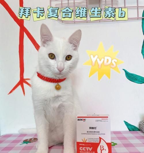 猫咪维生素B摄入量详解（宠物健康必需品——猫咪维生素B）