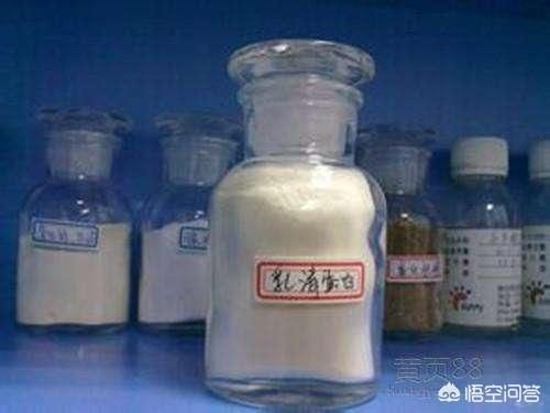乳清蛋白是什么？