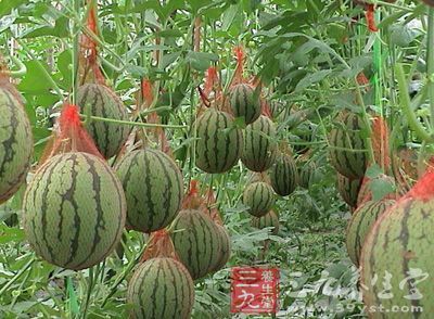 西瓜可清熱解暑，除煩止渴