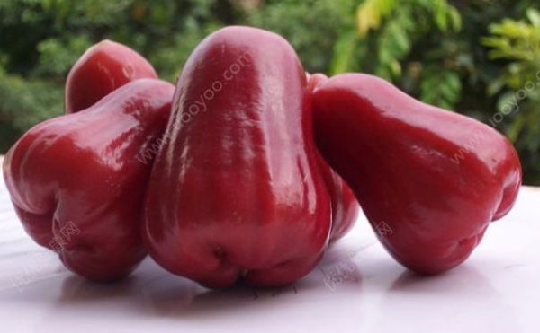 蓮霧是什么？蓮霧有什么價(jià)值？(1)