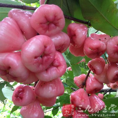 蓮霧的營養(yǎng)成份有蛋白質(zhì)、膳食纖維、糖類、維生素B、C等