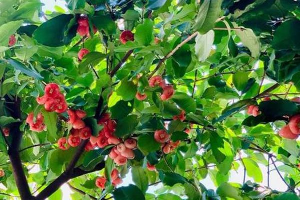 蓮霧植株結(jié)果圖