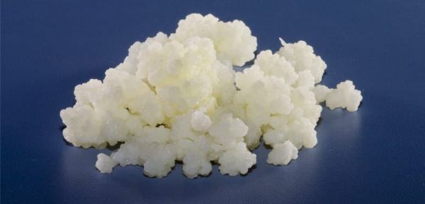 Nódulos de kéfir