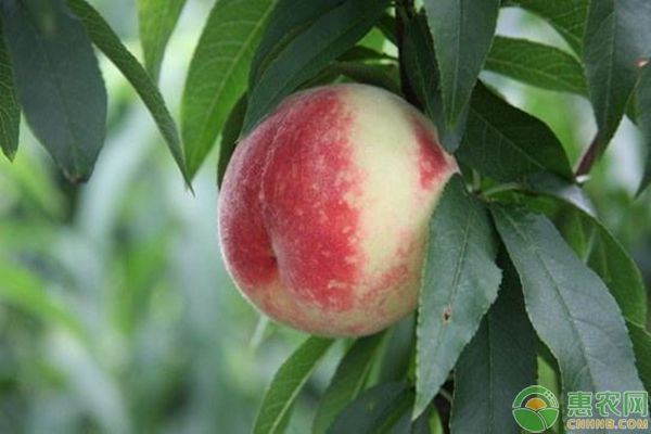 水蜜桃的常見四大品種介紹