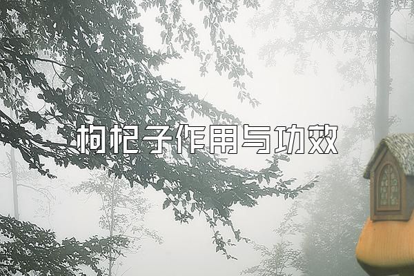 枸杞子作用與功效