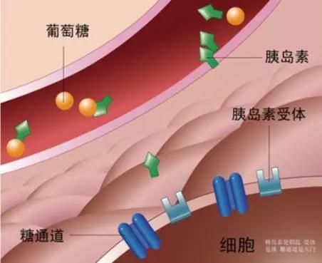 改變易胖體質(zhì)，要提高胰島素敏感性，9招立即改善！