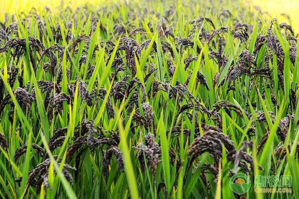 黑米的種植技術(shù)及管理要點(diǎn)-圖片版權(quán)歸惠農(nóng)網(wǎng)所有