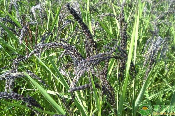 黑糯米的病蟲害防治技術(shù)-圖片版權(quán)歸惠農(nóng)網(wǎng)所有