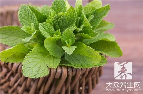 薄荷功效與作用禁忌癥