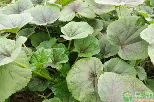 冬季可以種哪些蔬菜？口感佳抗寒性好的10種蔬菜推薦！-圖片版權歸惠農網(wǎng)所有
