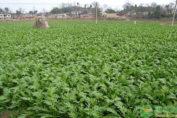 冬季可以種哪些蔬菜？口感佳抗寒性好的10種蔬菜推薦！-圖片版權歸惠農網(wǎng)所有