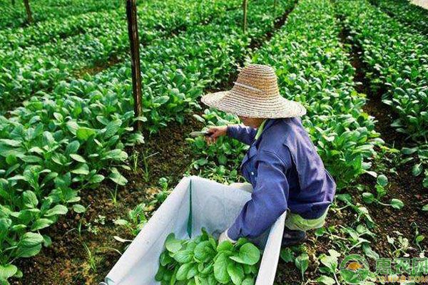 冬季可以種哪些蔬菜？口感佳抗寒性好的10種蔬菜推薦！-圖片版權歸惠農網(wǎng)所有