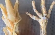 無骨鳳爪
