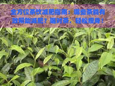全方位茶饮减肥指南：哪些茶能有效帮助减肥？喝对茶，轻松瘦身！