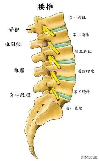 日常緩解腰痛方法——核心肌群的鍛煉