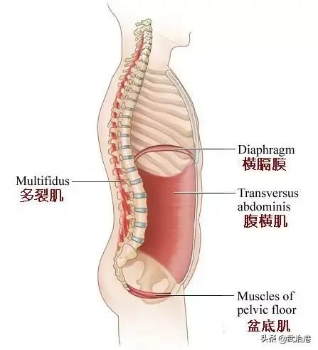 日常緩解腰痛方法——核心肌群的鍛煉