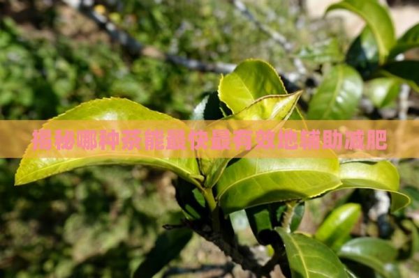 揭秘哪種茶能最快最有效地輔助減肥