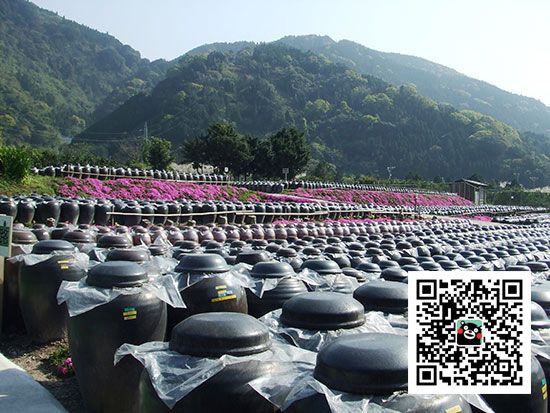 日本旅游九州行：鹿儿岛特产，黑醋（鹿儿岛观光联盟供图）